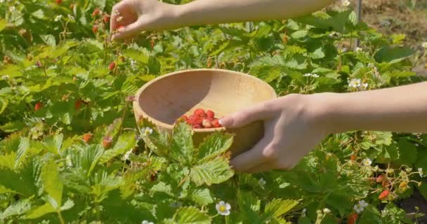 Young woman hands picking strawberry in field to wooden plate — Stock Video