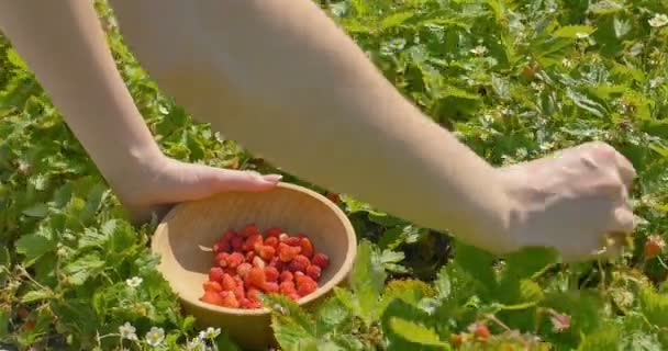 Manos de mujer joven recoger fresa en el campo a plato de madera — Vídeo de stock