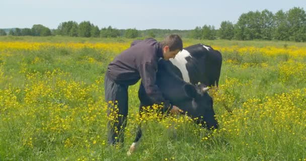 Jongeman, een koe aaien op het veld. — Stockvideo