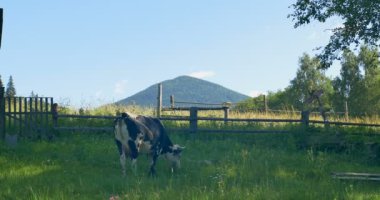 Dağlarda bir çayırda otlatma inek.