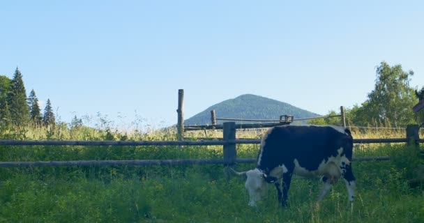 Vaca pastando em um prado nas montanhas . — Vídeo de Stock