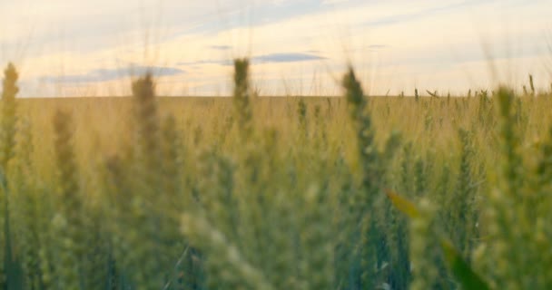 小麦在黎明或黄昏的字段。聚焦. — 图库视频影像
