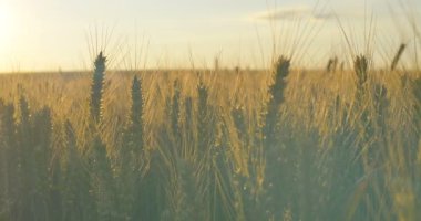 Şafak veya günbatımı buğday tarlası. Yatay kaydırma.
