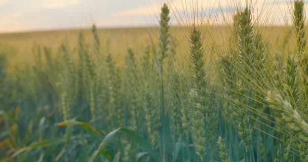 Field of wheat at dawn or sunset. Focusing. — Stock Video