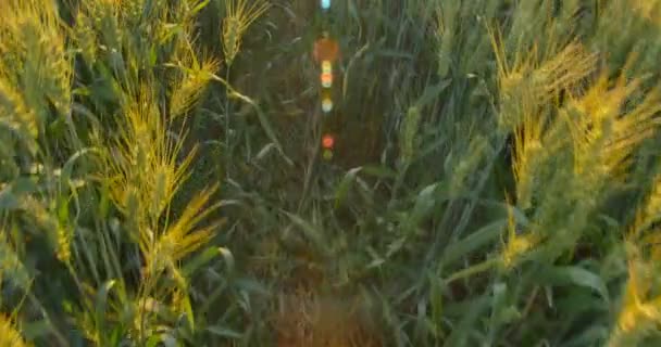Zu Fuß durch das Weizenfeld. Schritt für Schritt durch das Feld des gelben Weizens. — Stockvideo