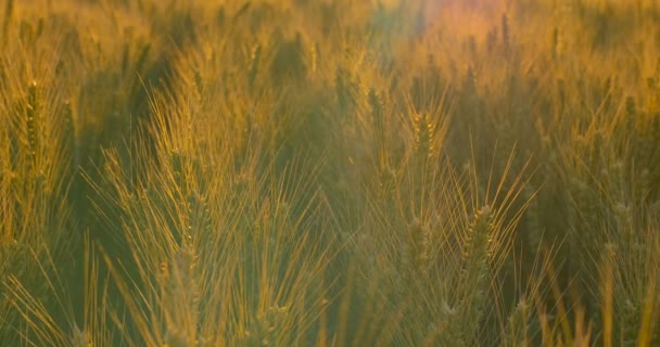 Поле пшениці на світанку або захід сонця. Горизонтальна панорама . — стокове відео
