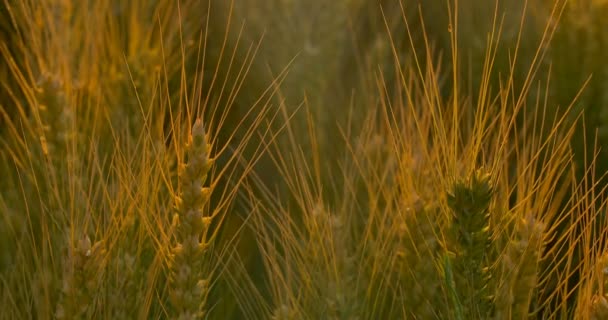 Поле пшеницы на рассвете или на закате. Вертикальное панорамирование . — стоковое видео