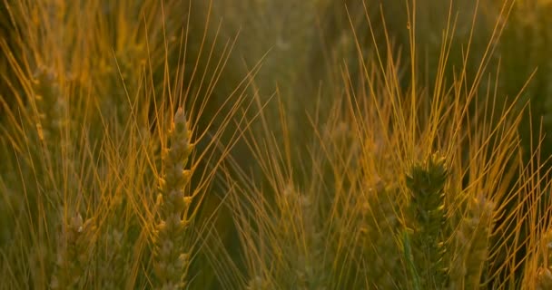 Campo de trigo al amanecer o al atardecer. Panorama vertical . — Vídeo de stock