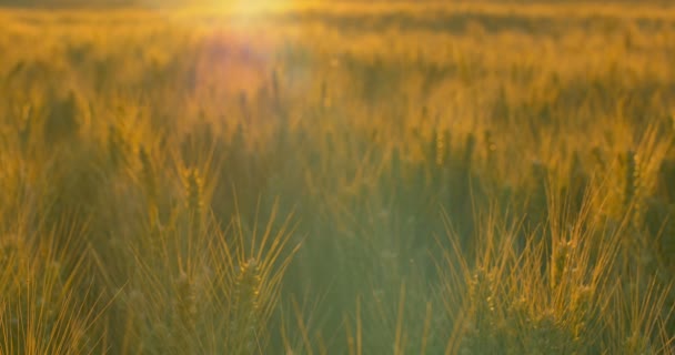 Pole pšenice za svítání a západ slunce. Zaměření. — Stock video