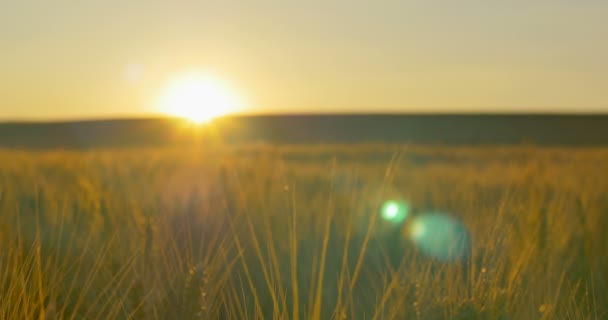 Campo de trigo al amanecer o al atardecer. Enfoque . — Vídeos de Stock