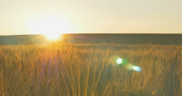 Champ de blé à l'aube ou au coucher du soleil. Panoramique horizontale . — Video
