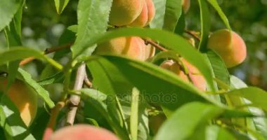 Şeftali meyve şeftali ağacına asılı. Yakın çekim.