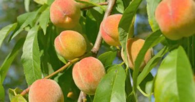 Şeftali meyve şeftali ağacına asılı. Yakın çekim.