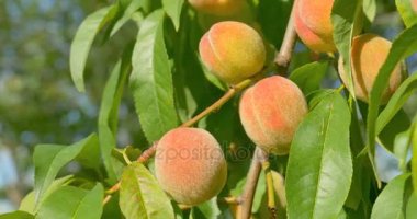 Şeftali meyve şeftali ağacına asılı. Yakın çekim.