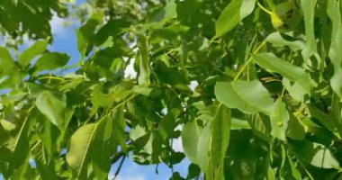Bazı yeşil ceviz ağacında. Ceviz ceviz ağacının çekirdekli meyveler yuvarlak, tek numaralı seribaşı olan.