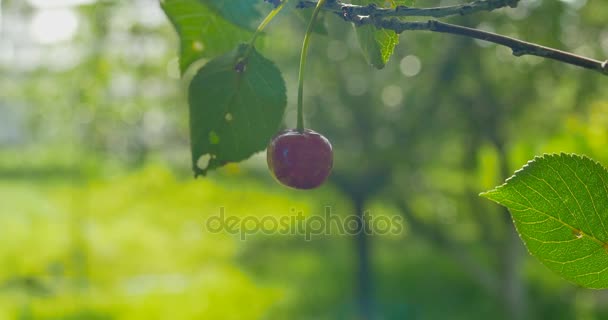 Ripe berries of sweet cherry. Close up. — Stock Video