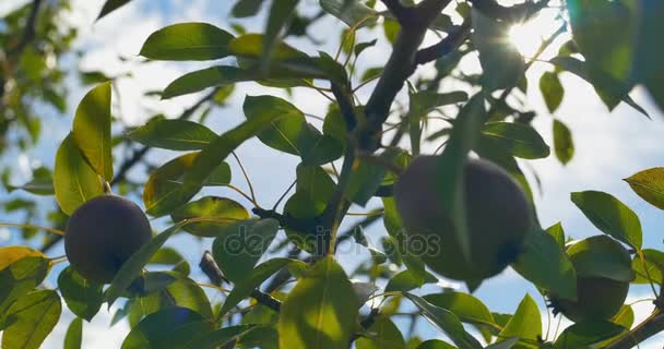 Peras colgando del árbol. Verano . — Vídeos de Stock