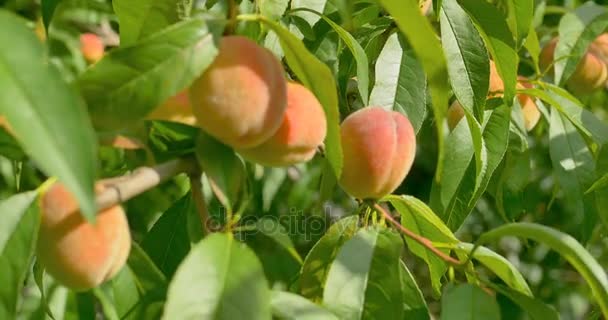 Peach fruits hanging on Peach tree. Close up. Focusing — Stock Video