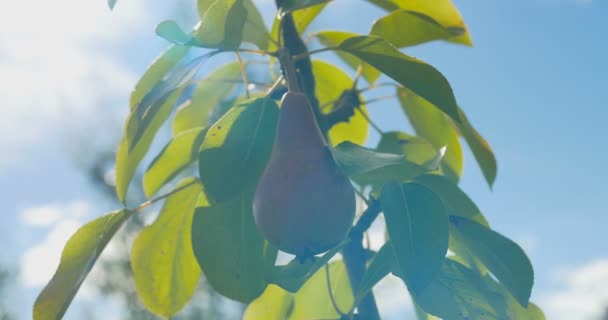 Birne hängt am Baum. Sommer. — Stockvideo