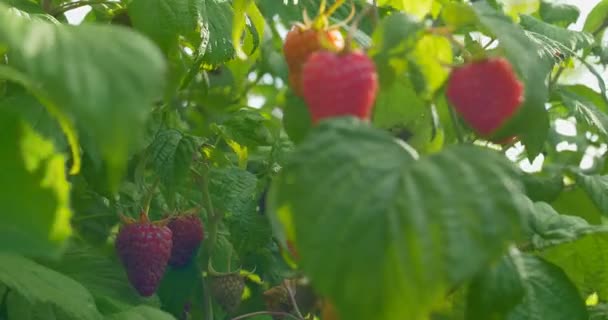 Ripe raspberry bush, sunny summer day, close-up — Stock Video