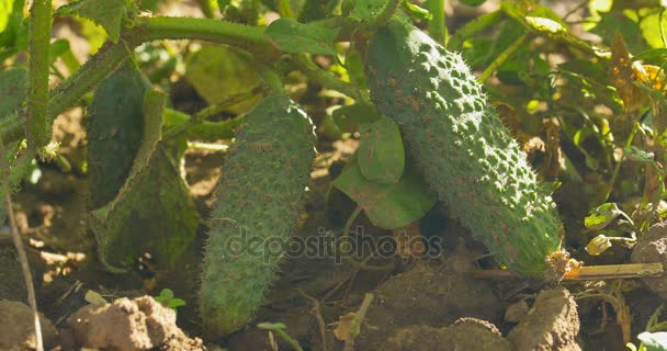 Growing cucumbers in the garden. Outdoor. — Stock Video