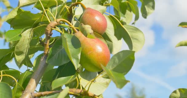 Pear hänger på trädet. Sommar. — Stockvideo