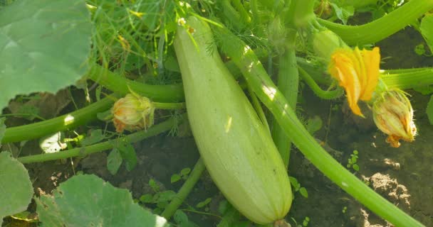 Zucchine in giardino, pianta di zucchina con raccolta. All'aperto . — Video Stock