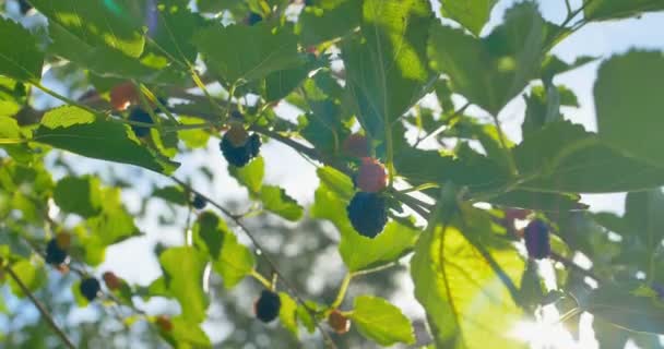 Verse moerbei vruchten op takken van rode moerbeiboom. — Stockvideo