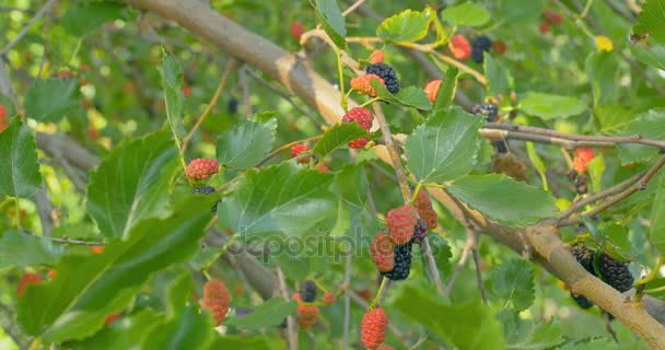 Frutas frescas de morera en ramas de morera roja . — Vídeos de Stock