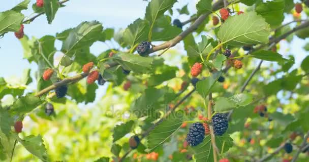 Ovoce čerstvé moruše na větvích stromu moruše červená. — Stock video