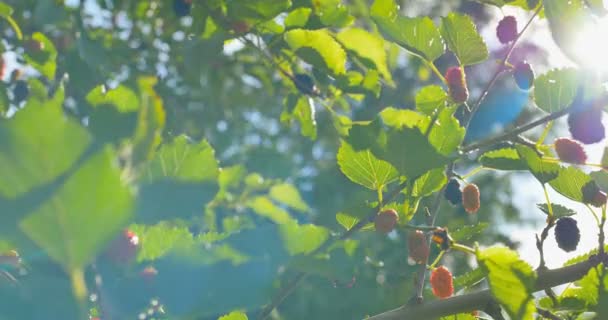 Frutas frescas de morera en ramas de morera roja . — Vídeos de Stock