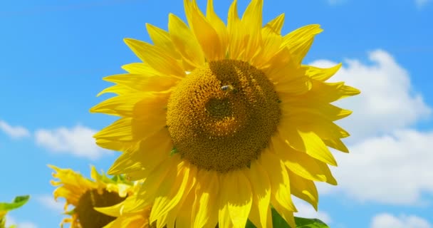 Abeja trabajando en el cielo azul girasol y el clima soleado — Vídeos de Stock