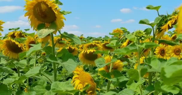 Zonnebloem in geluk, blauwe hemel en zonnig weer — Stockvideo