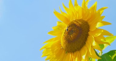 Çalışma ayçiçeği mavi gökyüzü ve güneşli havalarda arı