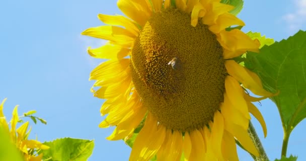 Abeja trabajando en el cielo azul girasol y el clima soleado — Vídeos de Stock