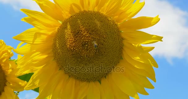 Biene am sonnenblumenblauen Himmel und sonnigem Wetter — Stockvideo