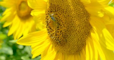 Çalışma ayçiçeği mavi gökyüzü ve güneşli havalarda arı