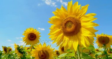 Ayçiçeği mutluluk, mavi gökyüzü ve güneşli hava