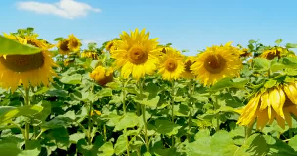 Abeille travaillant sur tournesol temps ensoleillé et ciel bleu 