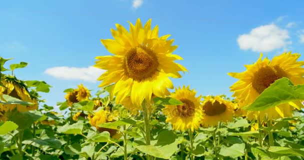 Sonnenblume im Glück, blauer Himmel und sonniges Wetter — Stockvideo