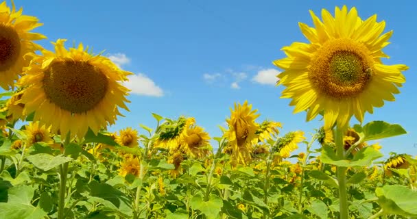 Arı ayçiçeği güneşli havalarda ve mavi gökyüzü üzerinde çalışma — Stok video