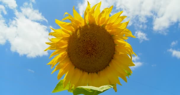 Sonnenblume im Glück, blauer Himmel und sonniges Wetter — Stockvideo