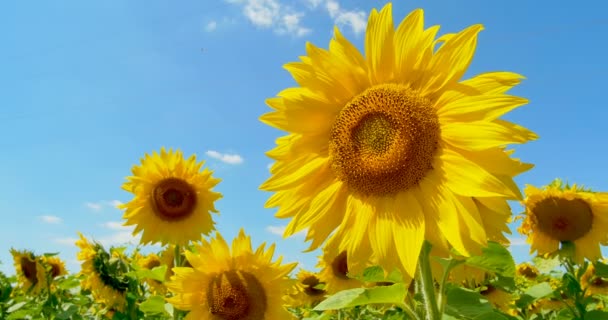 Sonnenblume im Glück, blauer Himmel und sonniges Wetter — Stockvideo