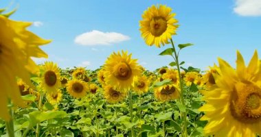 Ayçiçeği mutluluk, mavi gökyüzü ve güneşli hava