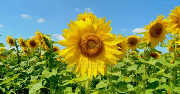 Abeja trabajando en girasol clima soleado y cielo azul — Vídeos de Stock