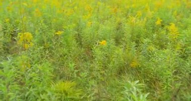 Kamera üzerinde çayır çim üzerinde taşır. Bulutlu