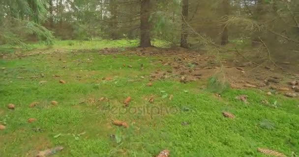 Passeggiando nei boschi di pini. Foresta paesaggio naturale steadicam . — Video Stock