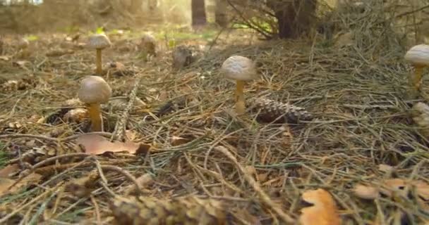 Cogumelos na floresta close-up deslizante tiro — Vídeo de Stock