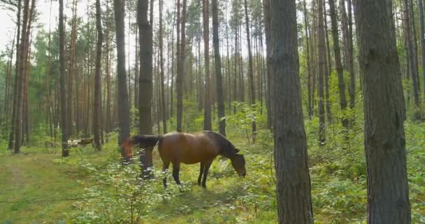 Caballo pastando en el bosque de pinos — Vídeo de stock