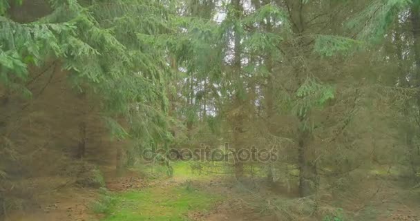 Walking in pine woods. Forest nature landscape steadicam. — Stock Video